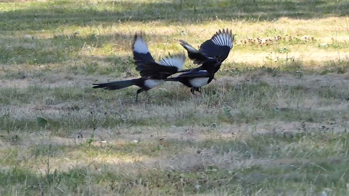 Young Magpies pestering a parent