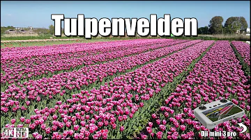 ?? Tulpenvelden van Boven – Keukenhof & Noordoostpolder in Volle Bloei !????