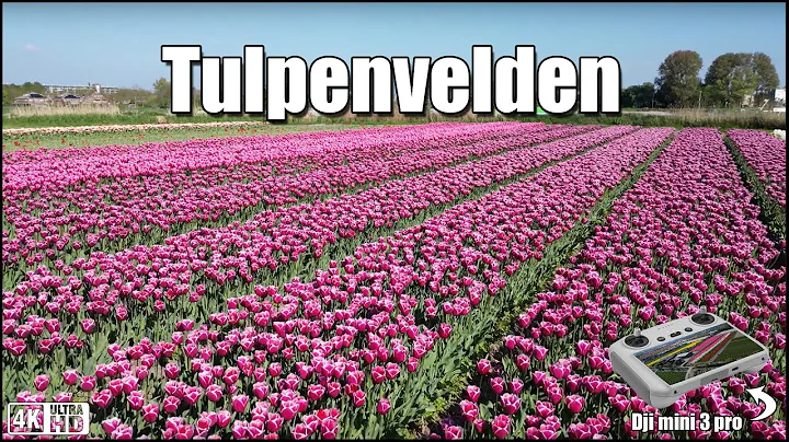 ?? Tulpenvelden van Boven – Keukenhof & Noordoostpolder in Volle Bloei !????