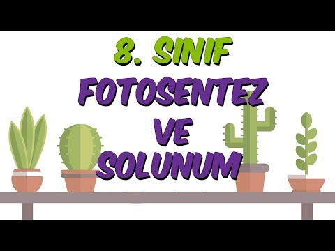 Fotosentez ve Solunum | LGS Kampı