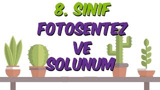 Fotosentez Ve Solunum Lgs Kampı