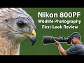 Nikon 800 PF Review For Wildlife Photography (first look)