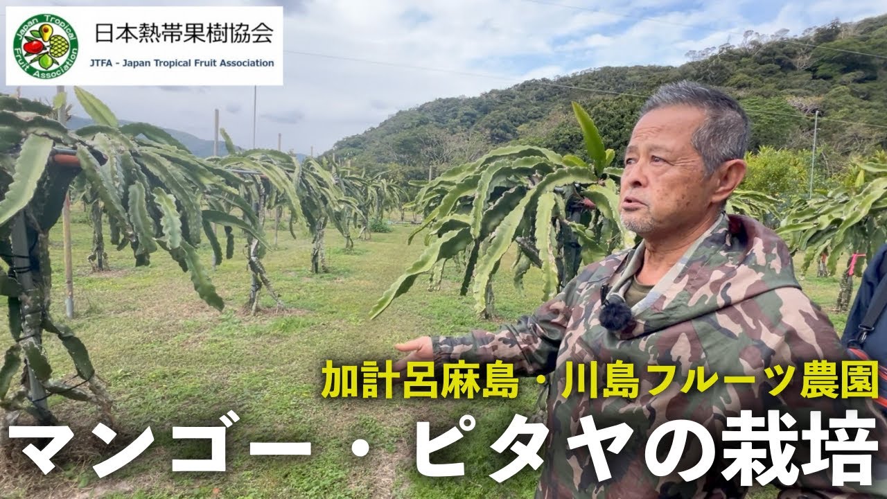 【日本熱帯果樹協会】 加計呂麻島（奄美大島）でのマンゴー・ピタヤ農家「川島フルーツ農園」さんの園地見学会