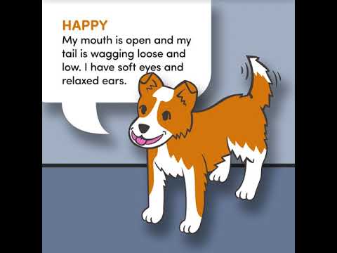 Canine Body Language Dog Behaviour Pet Care Rspca Queensland Dog Behaviour Pet Care Rspca Queensland
