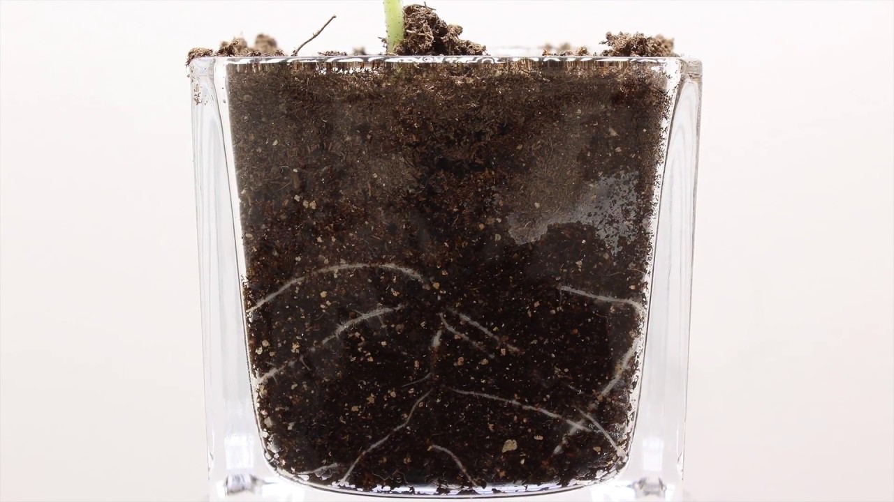 Gourd Seed Germination Time Lapse YouTube