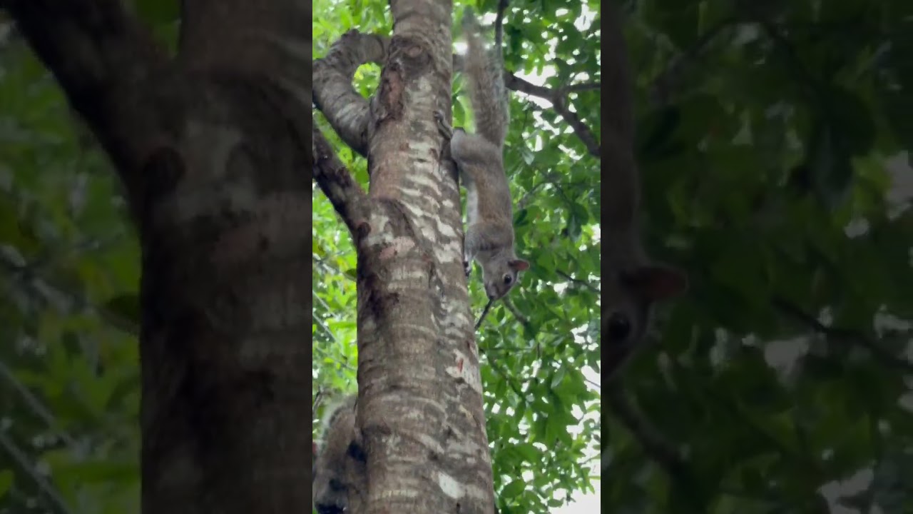 This Happened When Cute Squirrel Came To Me 🥺