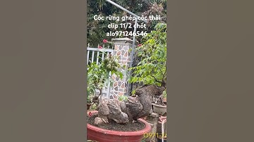 Cóc rừng ghép cóc thái giao lưu toàn quốc #bonsai