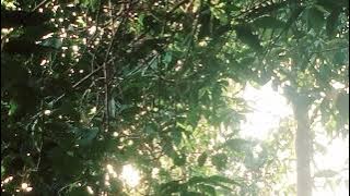 suara burung punai siul Sumatra . cocok untuk memikat burung punai liar