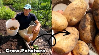 Crazy Early, Crazy Big Potato Harvest!