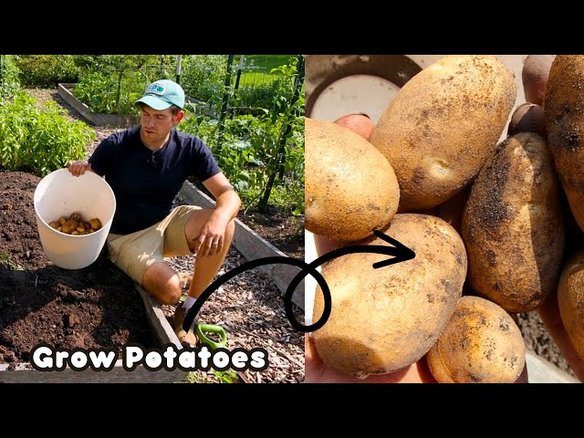 Crazy Early, Crazy Big Potato Harvest!