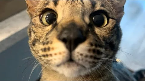 Watch the video about Serious Looks And Sweet Meows From F2 Savannah Cat Zara. She’s So Cute.