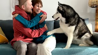What Does a Husky Do When I Hug My Wife? Funny Dog Reaction