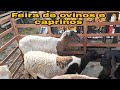 Feira de ovinos e caprinos de Buíque PE