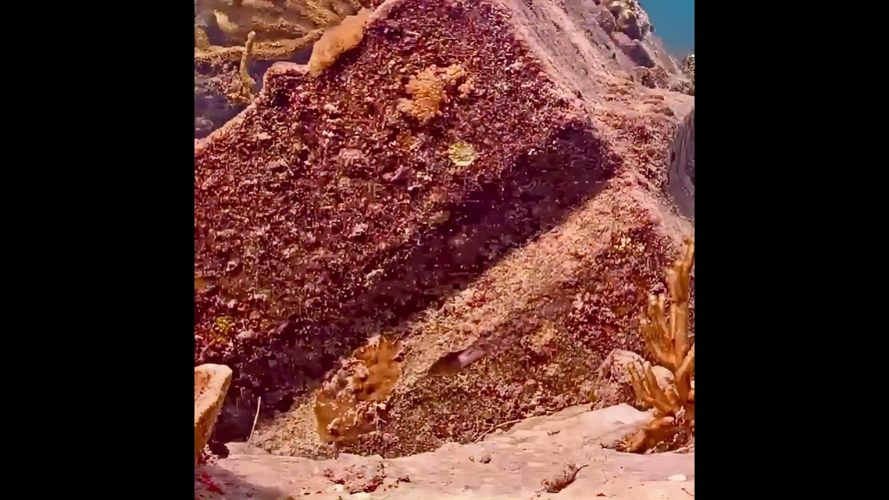 Coral City Camera | Damselfish Chases a Hunting Mantis Shrimp | 9.30.20