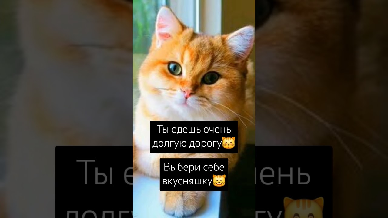 #кот
