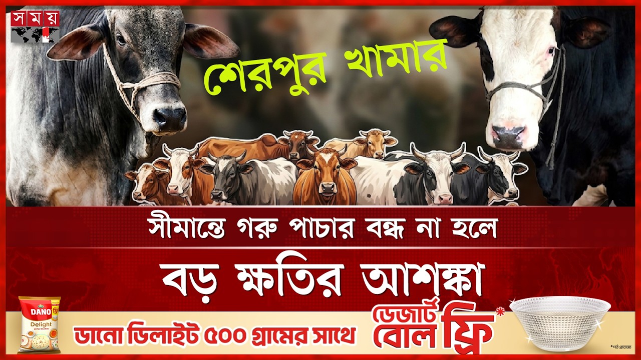 শেরপুরে কোরবানির চাহিদার চেয়ে ৩০ হাজার গরু বেশি | Sherpur News | Sacrificial Cow | Somoy TV
