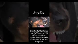 Top 10 Qent Me Te Rezikshem Ne Bot