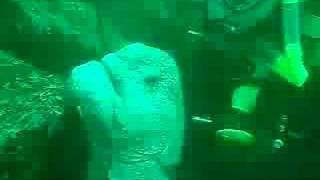 SCUBA - Wolf Eel Whisperer