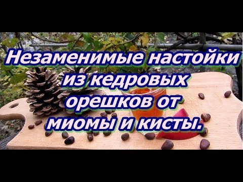 Незаменимые настойки из кедровых орешков от миомы и кисты