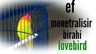 ef penurun birahi lovebird