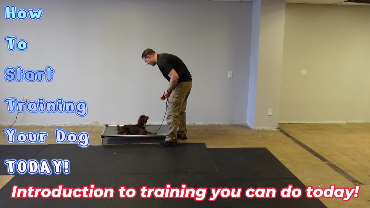 Introduction to dog training