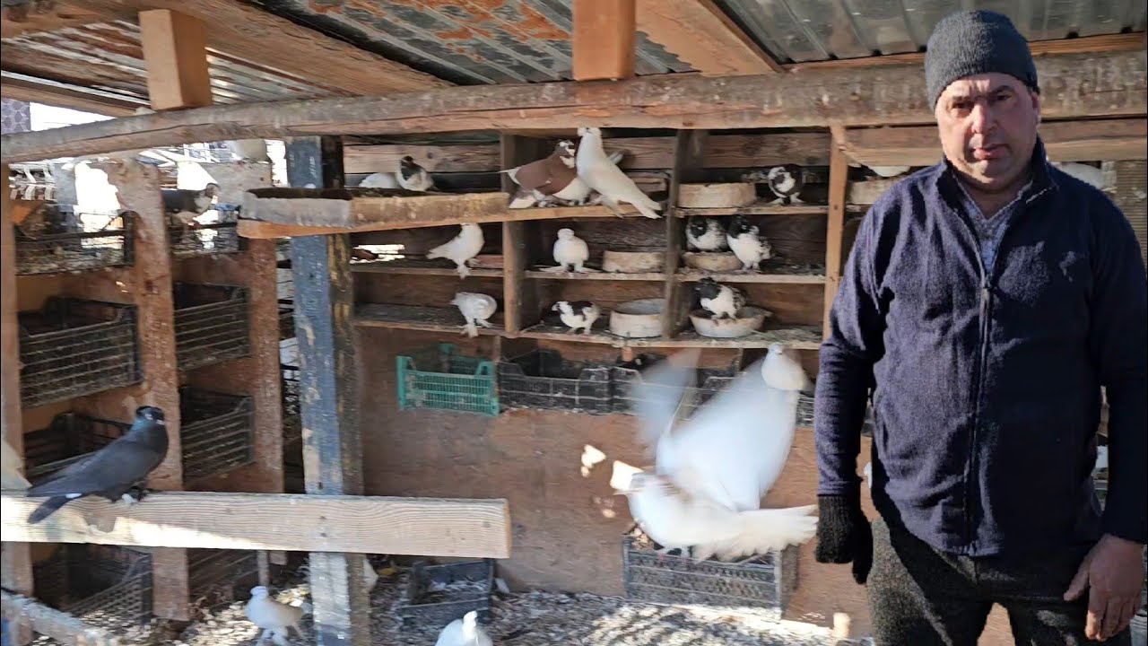 PORUMBEI DE RASA SI PASARI FRUMOASE,IN GOSPODARIA LUI STEFAN CHELU,COMUNA MARIUTA