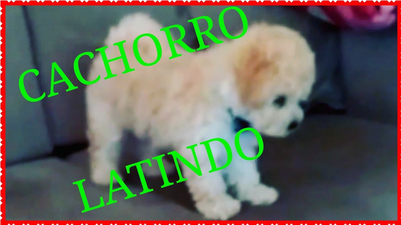 Poodle latindo Clearance