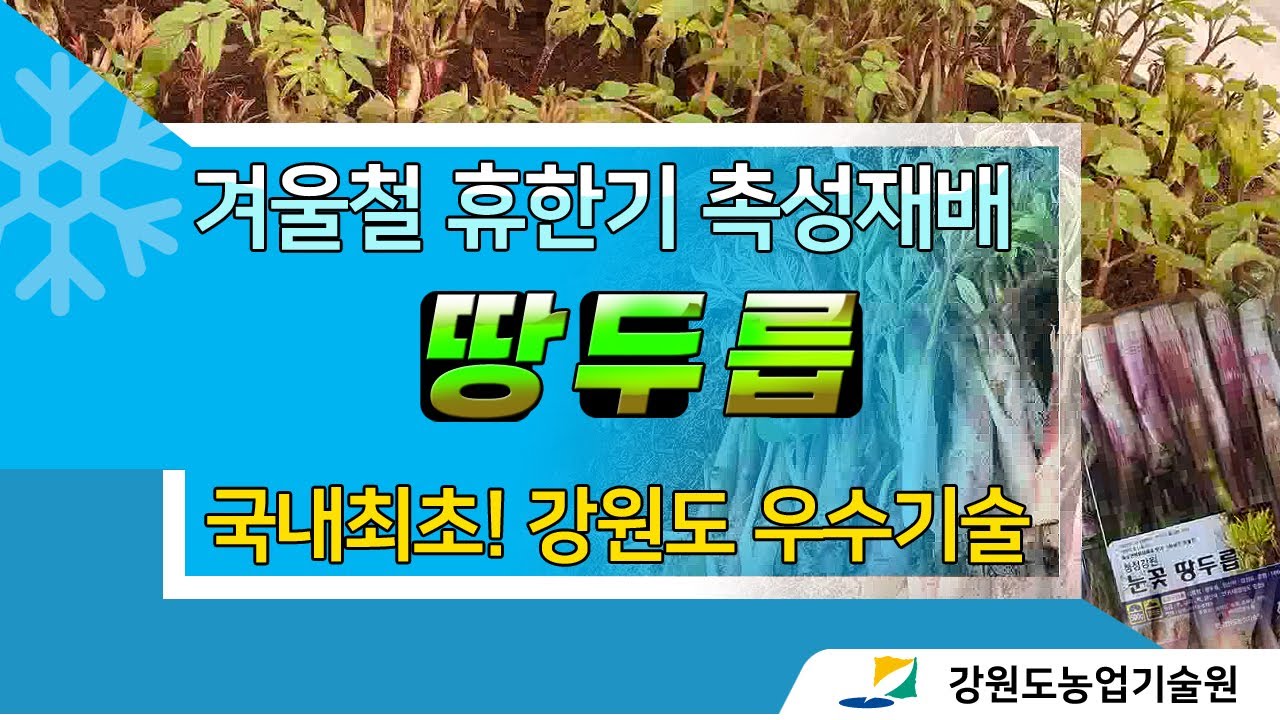 [2022] 겨울철 촉성재배로 '땅두릅'이 피어납니다