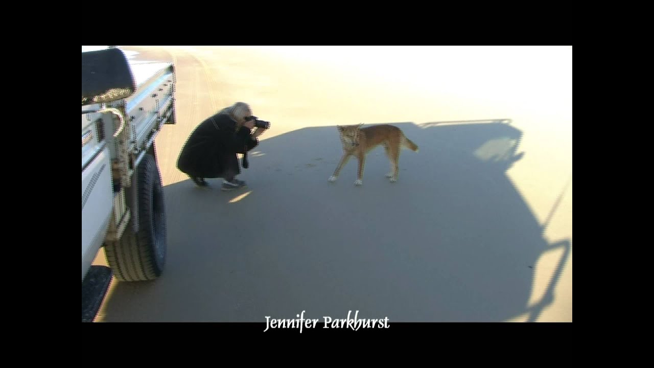 Fraser Island Dingo alleged dominance behavior.mpg