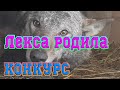 Волчица Лекса впервые стала мамой. Конкурс. Угадать щенков.