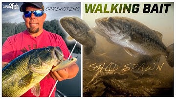 Shad Spawn Bass | Topwater Tactics with Walking Baits