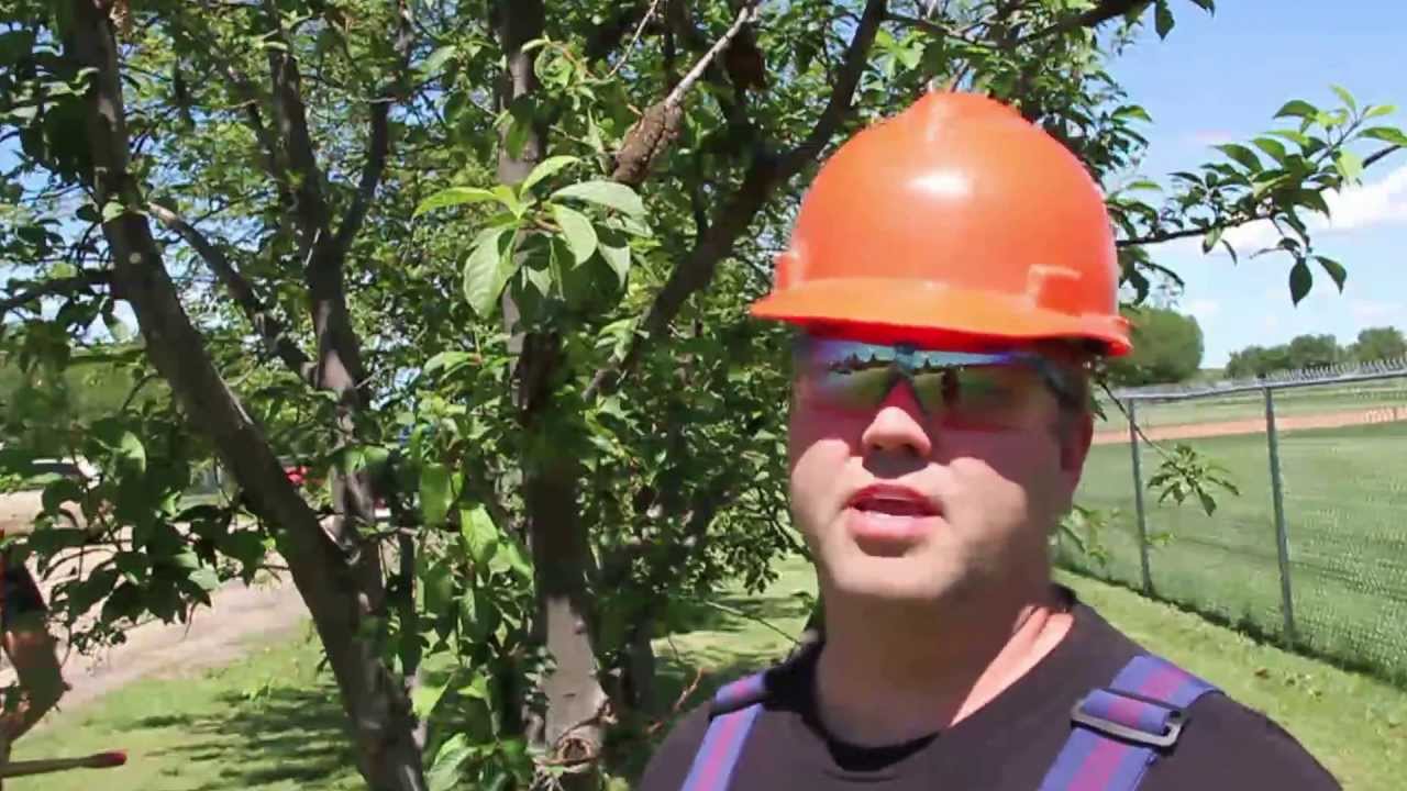 Combating Black Knot in Lacombe