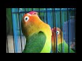 Master Suara Burung Lovebird Ampuh Bikin Lovebird Lainya Emosi Mp3 - Mp4 Download