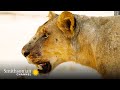 Young Lions' Hunting Skills and Dynamics