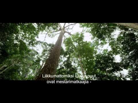 Video: Ero Viidakon Ja Sademetsän Välillä