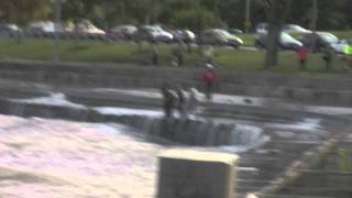 Chicago Puppy Almost Drowns In Lake Michigan During Bad Weather