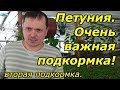 Петуния-очень важная подкормка. Когда и чем подкормить?