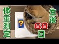豆柴の仔犬(生後68日)ふくの体重測定 #6