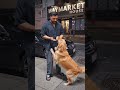 #youtube shorts #rajab butt #funny #4kvideo #puppy