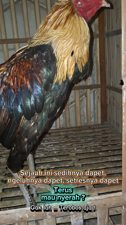 Pecinta ayam sejati