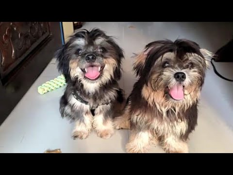 SUPER CUTE LHASA APSO DOG | LHASA APSO #lhasaapso #doglover