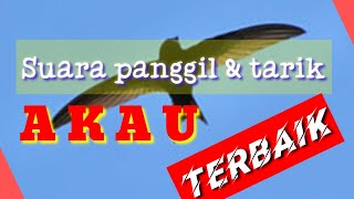 SUARA PANGGIL WALET - AKAU