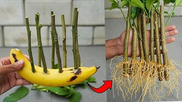 🍌Banana Power for Propagate Lemon Tree from Cuttings⚡