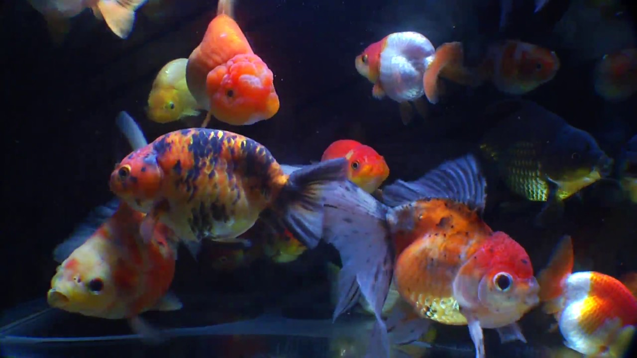 East Coast Ranchu Goldfish Live Stream Channel 04.15.17 - YouTube