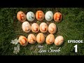 Fresh Eggs Daily with Lisa Steele - Episode 1