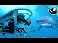 Great White Shark Submarine Explores the Kill Zone!