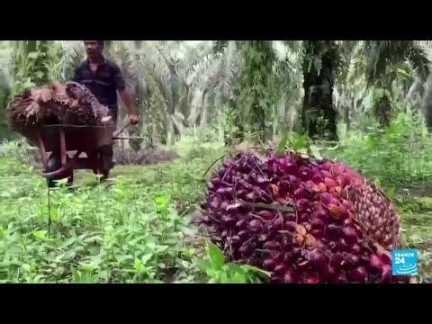 Video: La galería 