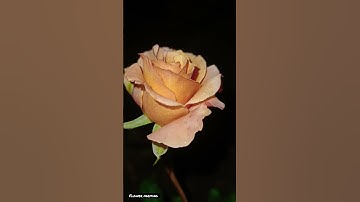 Thumbnail of Rosa 'Voodoo' #short #shorts #shortsfeed #ytshorts #viralshort #viral #rose #nature #flowers