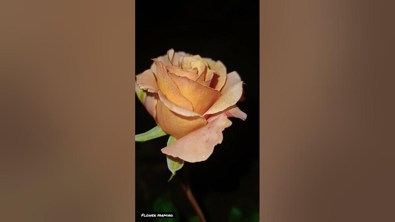 Rosa 'Voodoo' #short #shorts #shortsfeed #ytshorts #viralshort #viral #rose #nature #flowers
