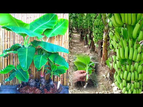 Бейне: Ensete Ventricosum өсіру - жалған банан өсімдіктері туралы біліңіз